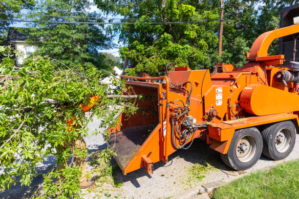 Best Residential Tree Removal  in Hollymead, VA